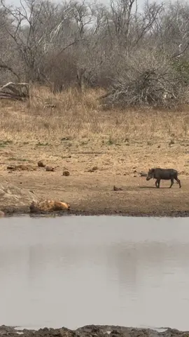 Ndugu 😂😂😂 #usa🇺🇸 