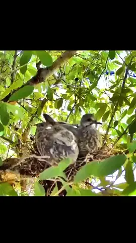 #atick #animal #birds #pyf #momlife 