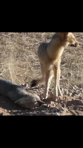 sidaa u joogteen miyaad bilawdeen inaad bahal sheegataan cajiib 😁 #duurjoog #bahalohiglo #galayrculture 