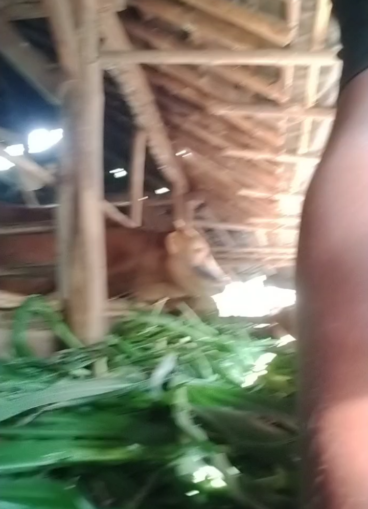 seng sabar Yo dek, rabi kui ora cukop Ragat sapi Sitok.#anakpertama  #fyppppppppppppppppppppppp 