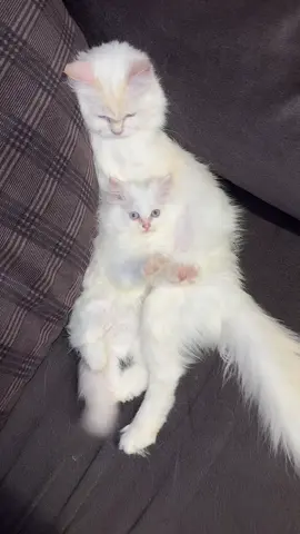 #foryou #viral #foryoupage #cat #fyp 