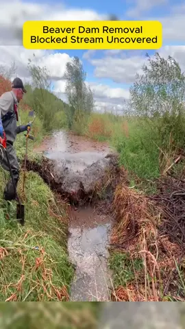 #satisfying #clean #uncloggingdrains #beaverdamremoval #beaverdam #cleaning #asmr 
