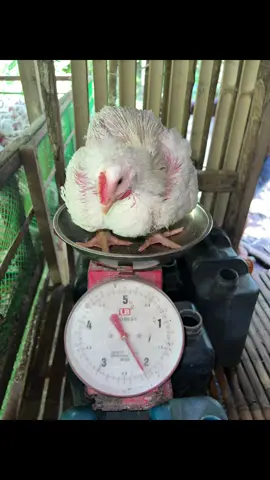 Day 24 ready for harvest na average kilogram 1.4-2.1 kg✨🐥  #happyfarming🐔🐓 #seamanvaction 