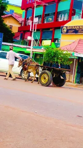 Wax laanta. Iyo. Wayaha. Aduun #wajirtiktokers ##wajirtiktokers #homedecor #faqir 