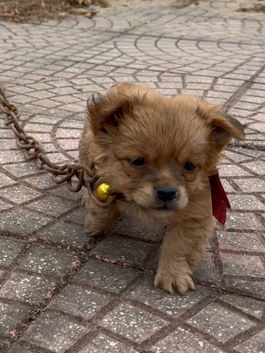 on my way home from work i saw a poor puppy with a chain around its neck running around the street and i decided to adopt this little dog and give it a new home.