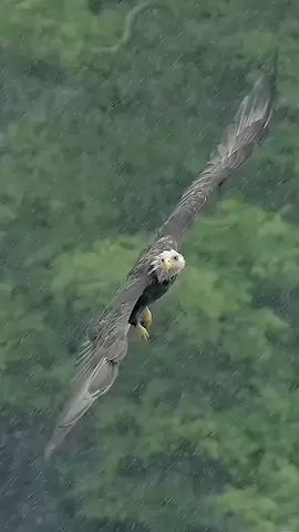 #CapCut #🦅 #virl #foryou #pyf 