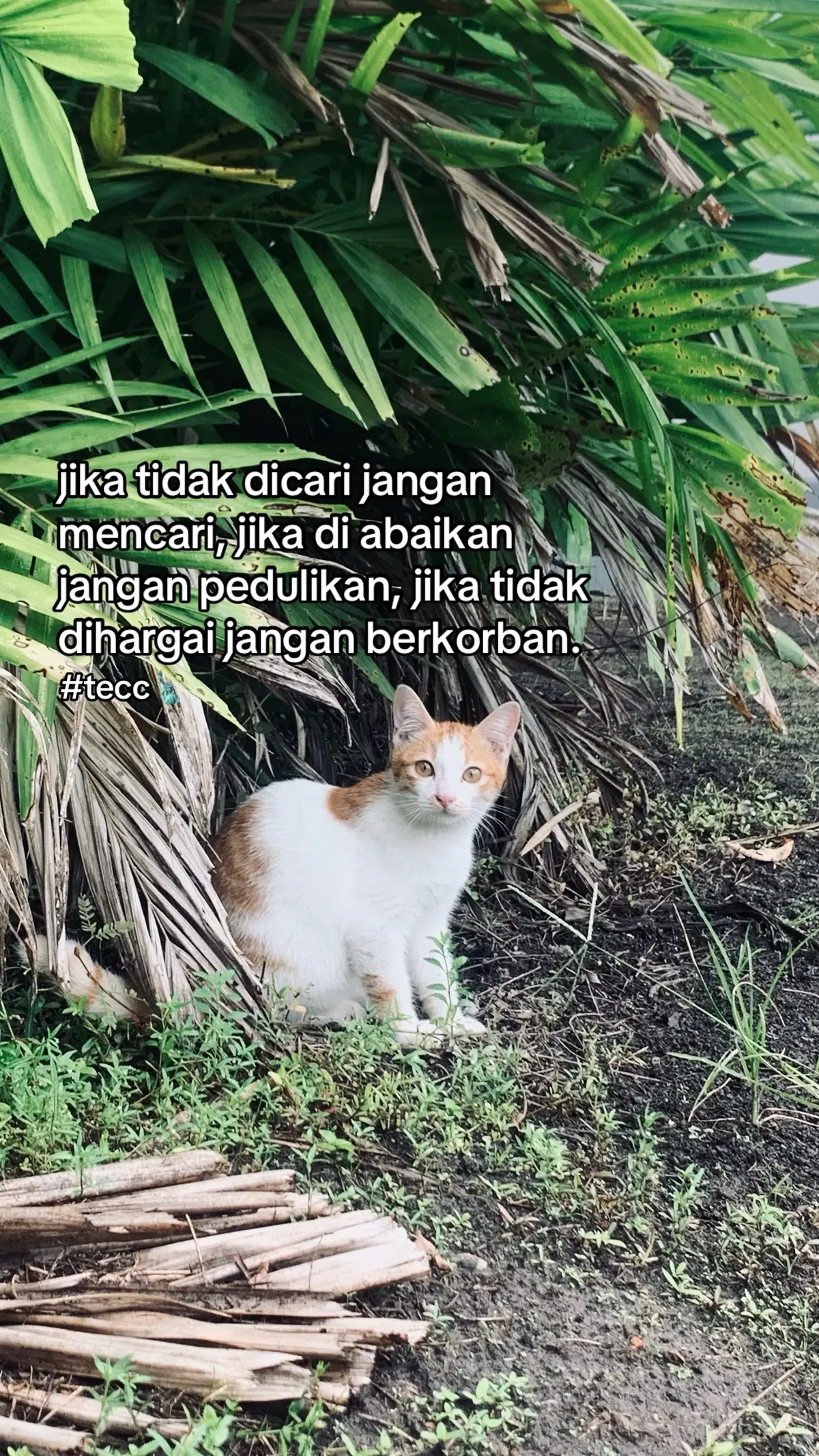 😌 #fyp #fypシ #foryoupage #fypシ゚viral 