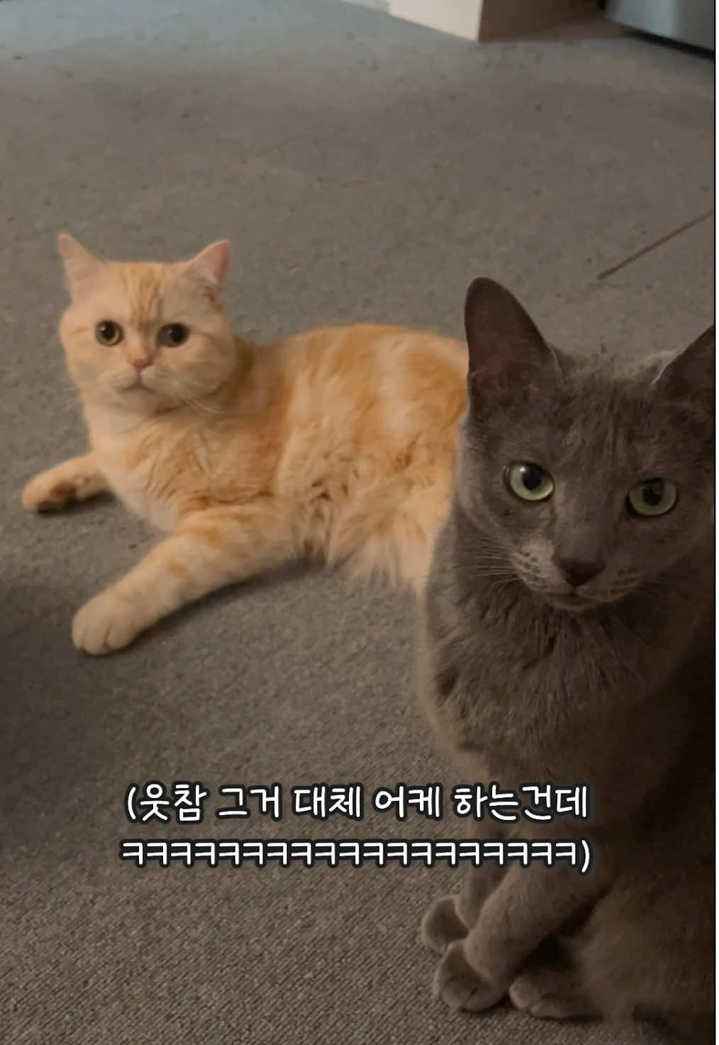 집사 웃참 실패..⭐️ #고양이 #고양이유튜브 #cattok #고양이일상 #catsoftiktok 