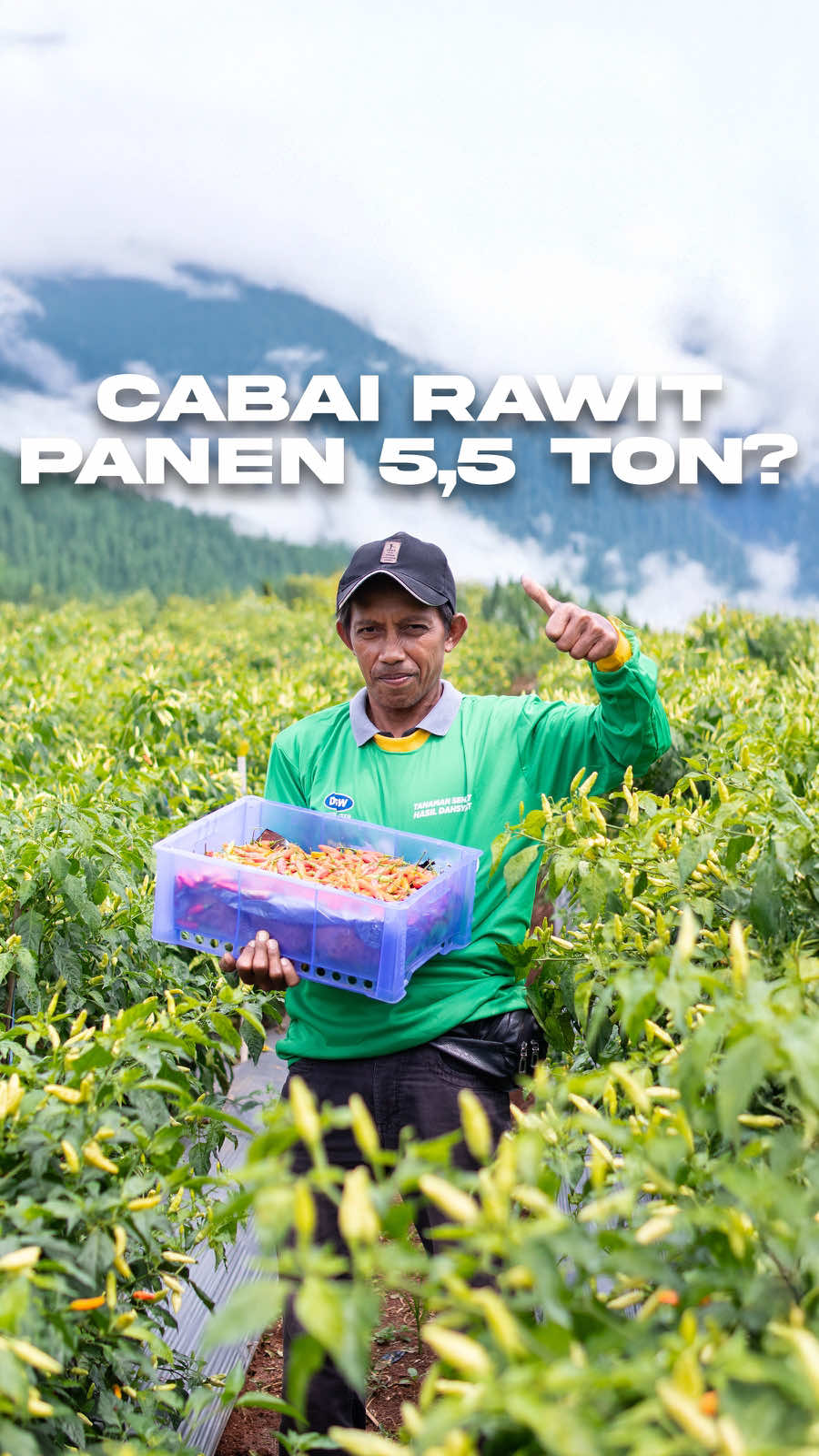 ini nih keuntungan pake KNO3 Crystal dari DGW Fertilizer di cabai rawit, makin menyala cabainya 🔥 #dgwfertilizer #cabe #petanisukses #petaniindonesia🇮🇩🇮🇩🇮🇩🌿🌿 