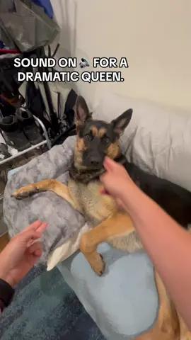 Funny German shepherd #funnydog #germanshepherd #doglover #dogsoftiktok #fyp 