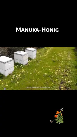 Bester Manuka-Honig  Willkommen in der faszinierenden Welt des Manuka-Honigs – ein wahrhaftiges Naturwunder! Dieser außergewöhnliche Honig stammt aus Neuseeland, wo die Manuka-Pflanze in unberührter, authentischer Umgebung gedeiht. Anders als herkömmlicher Honig hat Manuka-Honig eine einzigartige, gesundheitliche Wirkung, die ihn zu einem beliebten Naturprodukt macht. Was Manuka-Honig so besonders macht, ist sein hoher Gehalt an Methylglyoxal (MGO), einem natürlichen Inhaltsstoff, der für seine antibakteriellen Eigenschaften bekannt ist. Studien zeigen, dass Manuka-Honig nicht nur das Immunsystem stärken kann, sondern auch bei der Wundheilung und der Linderung von Halsschmerzen hilft. Die Gewinnung von Manuka-Honig erfolgt behutsam und nachhaltig, um die Qualität und Reinheit zu gewährleisten. Jeder Löffel dieses goldenen Nektars enthält die Kraft der neuseeländischen Natur und kann einfach in die tägliche Ernährung integriert werden – sei es in Ihrem Tee, als Brotaufstrich oder einfach pur genossen. Ein weiterer Vorteil ist, dass Manuka-Honig nicht nur gesund ist, sondern auch himmlisch schmeckt! Sein intensives Aroma und die samtige Textur machen ihn zu einem Highlight in jeder Küche. Entdecken Sie die Kraft des Manuka-Honigs und gönnen Sie sich etwas ganz Besonderes! Ob zur Stärkung Ihres Wohlbefindens oder einfach als Genuss – Manuka-Honig ist die perfekte Wahl für Gesundheitsbewusste und Feinschmecker gleichermaßen. Vertrauen Sie der Natur, und erleben Sie die Vorteile von Manuka-Honig! Moderner Genuss trifft auf traditionelles Wissen – das ist Manuka-Honig. #manuka #tiktokshop #manukahonigneuseeland #Gesundheit #honig 