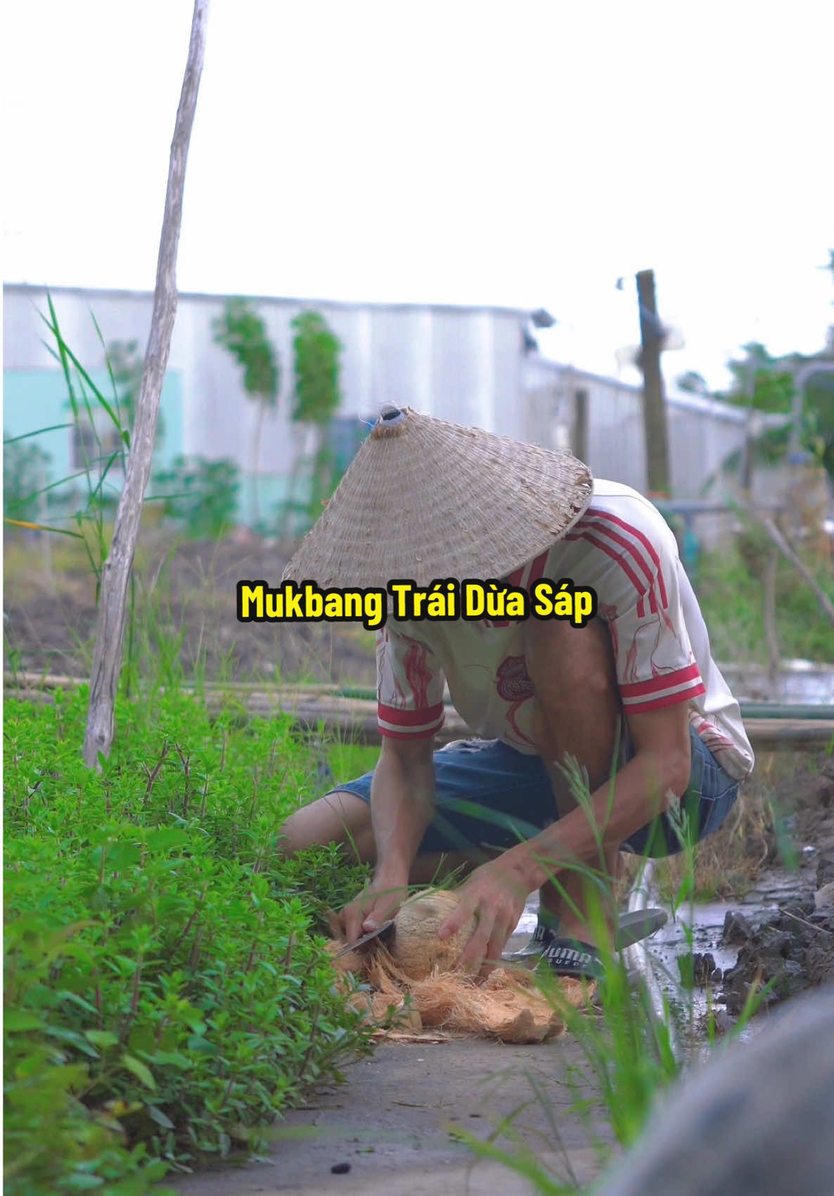 Dừa Sáp Trà Vinh Ngon Dữ Lun Ta Ơi😆 #hienonha 