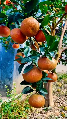 wah, bikin ngiler, #jeruk #jeruksantangmadu #bibitjeruk 