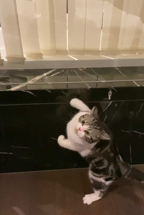 Stupid cat 🤣🤣#cat #catsoftiktok #funnycat #funnyvideo #funnytiktok #fyp #foryou #tiktok #funny 