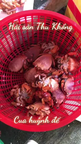 Ngày nào em cũng có #cua_huỳnh_đế đủ size ạ #xuhuong #hải_sản_tươi_sống #quảngngãi 