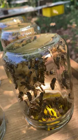 Vem novidade por aí no Caminho do Mel 🍯🐝 Um sistema exclusivo onde as abelhas constroem o favo direto dentro do pote de vidro. Em breve disponível! #caminhodomel #apicultura #abelhas #melpuro #favo        