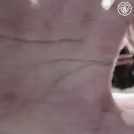 He is here 😭🩵 #fyp #viral #mancity #gigiodonnarumma #PremierLeague 