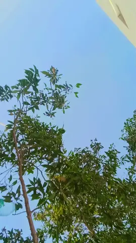 #cabcut🥰🥰🥰🥰🥰🥰🥰🥀🥀🥀🥀🥀 সিলেটি-ফুয়,,,❤️❤️❤️
