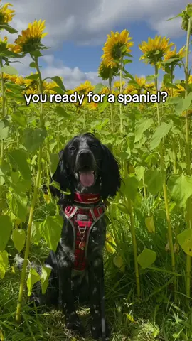 #cockerspaniel #spaniel #spanielsoftiktok #petcontent #buttonboops 