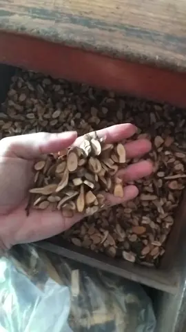 Vị thuốc quế chi có vị ngọt đắng, mùi thơm, tính ấm; có công dụng hoạt huyết, trừ hàn, chỉ thống thông kinh, lợi tiểu, tăng tiết mồ hôi, làm giảm hội chứng ngoại sinh. Chủ trị: Đau đầu, mất ngủ, đau bụng, kinh nguyệt không đều, đầy bụng, khó tiêu, sát khuẩn trong một số trường hợp.#sức_khỏe_là_vàng #baithuochay #yhoccotruyen #xâykenhtiktok #xuhuongtiktok 