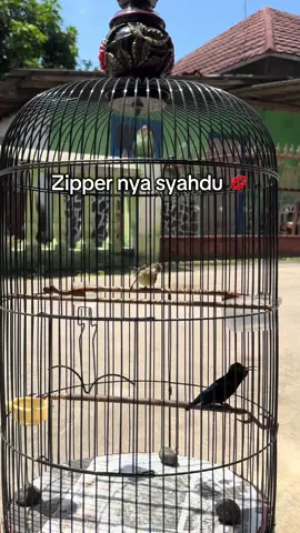 Salah satu materi pemanggil juri 🥳 #kicaumania #kolibrininjaindonesia #kolibrininja #storikicaumania #konin 