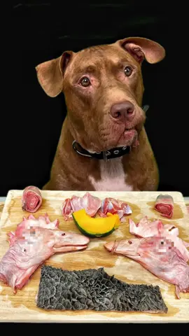 Pitbull eating raw foods 🍖お肉はこちらで購入してます👇 　　　　　　https://www.wan-mart.com/ #pitbull #mukbang #ASMR  @BounceThePitbullﾊﾞｳﾝｽﾁｬﾝﾈﾙ🇯🇵 