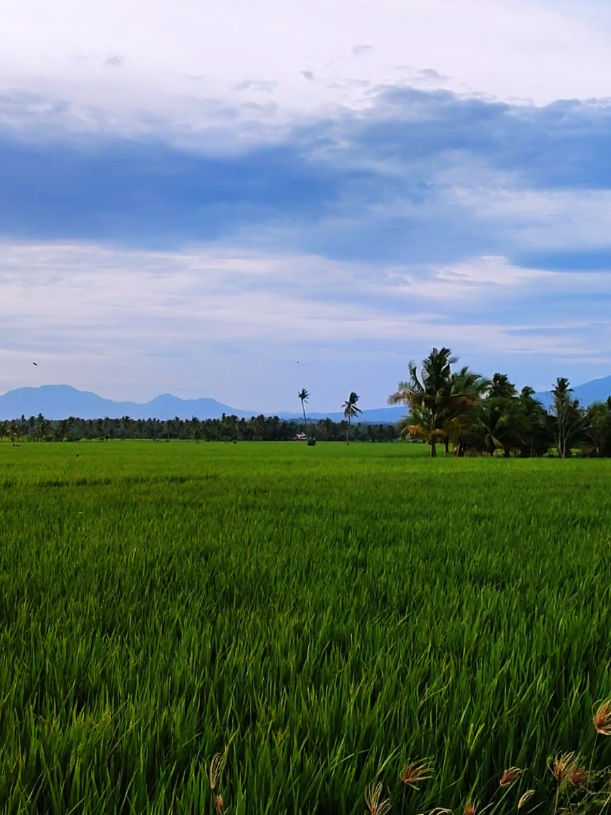Move in silence. Let your success make the noise.  #inspirational #tagaloginspirationalmessage #naturevibes 