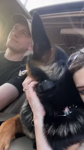 She might bite if you break into our house but other then that Bailey is so docile. Let’s not normalize aggressive dogs ♥️ #fyp #gsd #dogsoftiktok 