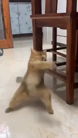 啥呀这是。。😖 #foryou #pet #funnyvideos #viralvideo #foryoupage❤️❤️ 