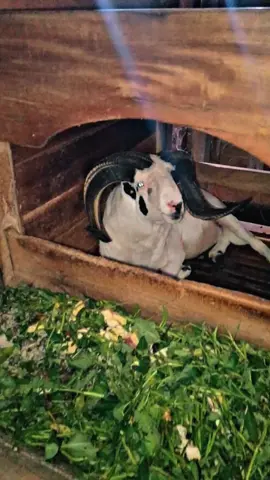 nyantai gini AW kanyaah dewek sing sehat sa teras na kasep#padepokan Tanjung Jaya Garut#masukberandafyp #fyppppppp #virallll #hpdkijawabarat @PDP. Tanjung Jaya Garut Team @iwantjg @idoy doy 