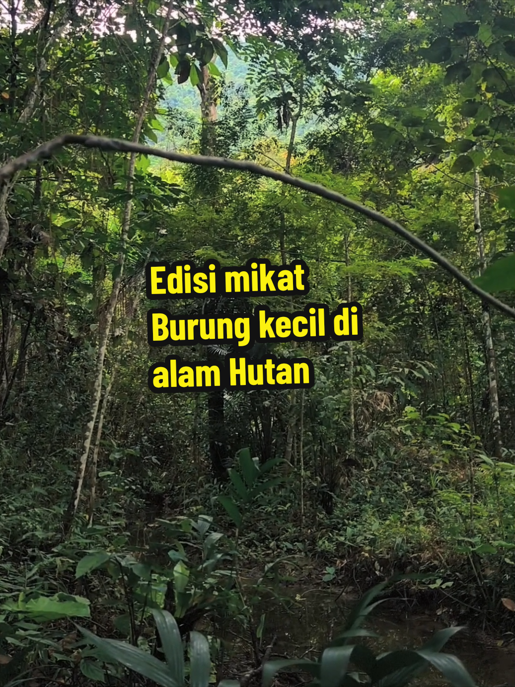 Saling sapa dong, salam satu hobby.. mikat burung #mikatburung #getahpulut #hobbymikatburung #mikatburungdihutan #hutankalimantan 