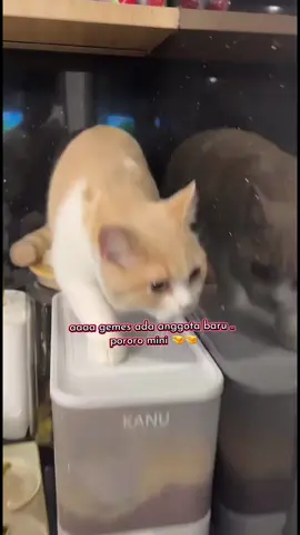 langsung k banned live nya 🥲 @Pororo Shop #repostlivetiktok #pororoandthegank #pororoshop #cicichania96 