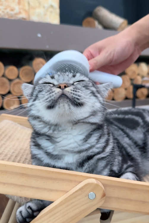 The spray comb helps loosen and remove the undercoat, so the shedding comes out more thoroughly — and no more loose hair everywhere. #cathacks #catpick #cathairbrush #spraycomb #catgrooming 