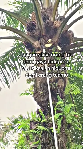 Fyp#masukberandafyp #fypppppppppppppp #pemanensawit #kuli #masukberandafyp 
