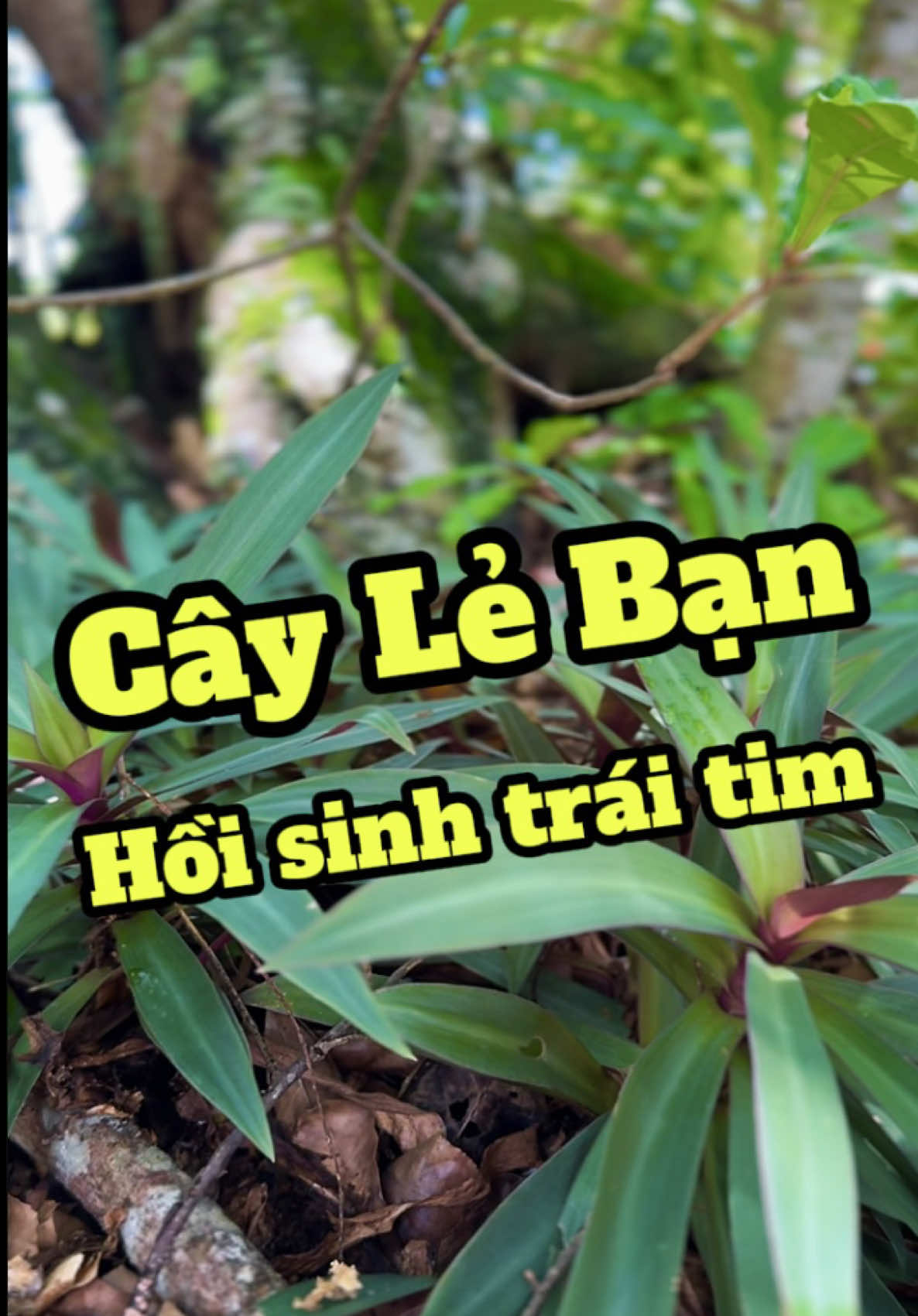 Cây Lẻ Bạn - vị cứu tinh cho bệnh tim mạch và huyết áp #duocsilenghia #cayleban #timmach #huyetap #thieumaucotim 