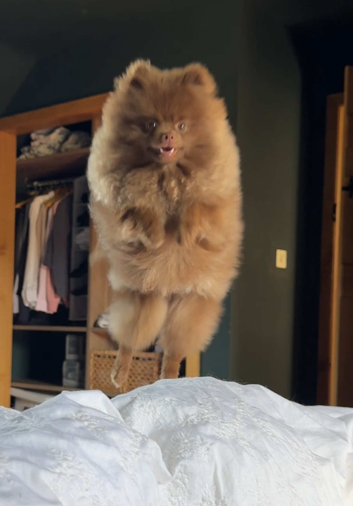 Having a dog means there’s always someone happy to see you in the morning 🥹 #pomeranianpuppy #pomeraniansoftiktok #cutedogs #funnydogs #pomsoftiktok 