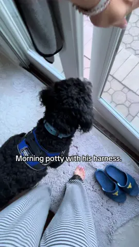 Morning potty with his #dogharness #dogtok 