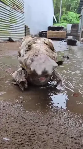 kalau anu begituan enaknya ya yang basah basah #entokjumbo #peternakmuda #reels #fyp #viral 