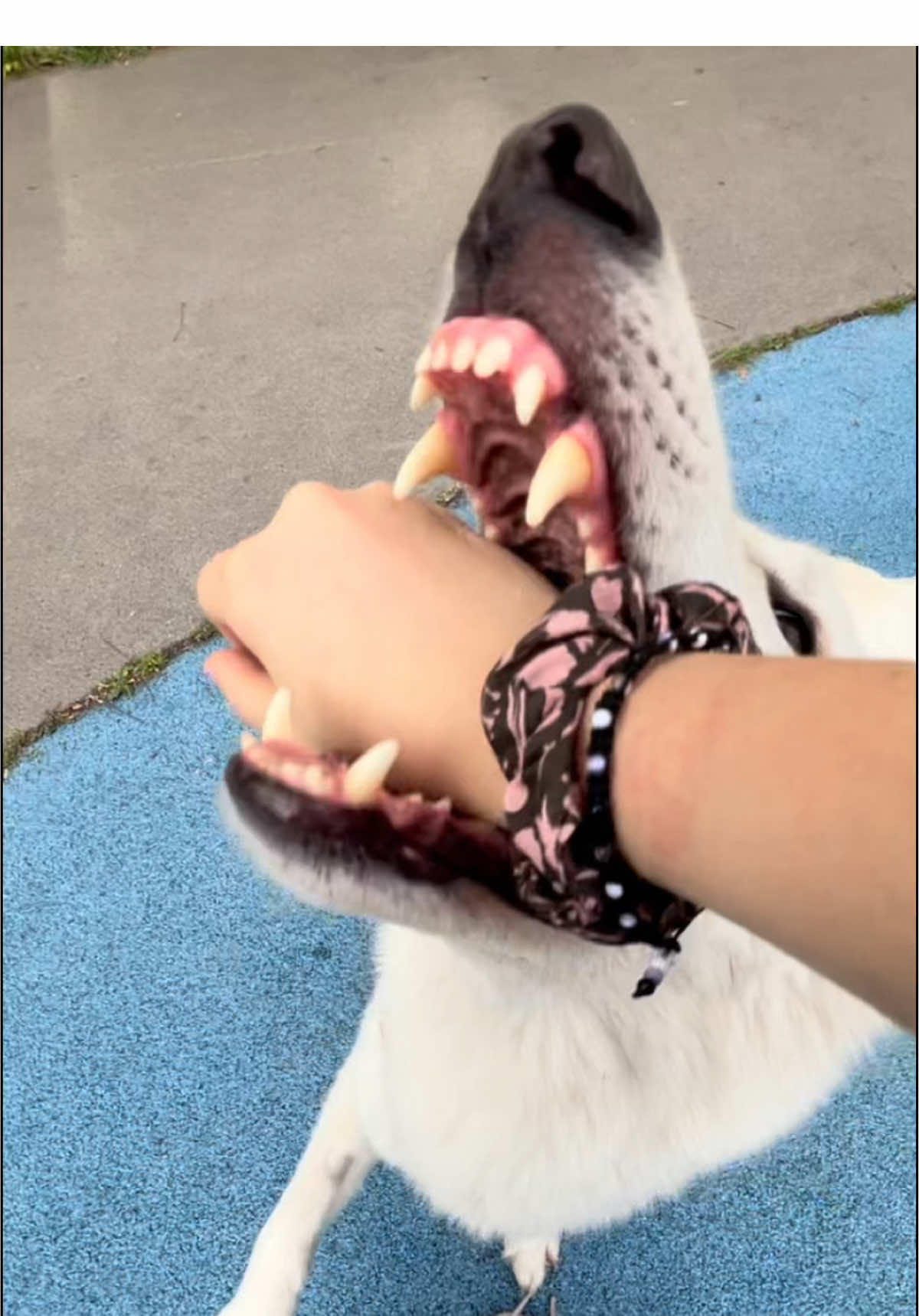 #ayla#elena#hundeauftiktok#fyp