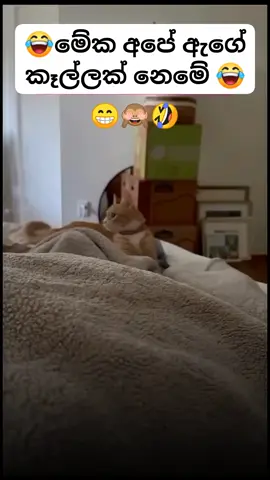 Funny 🤣🤣🤣 CAT 