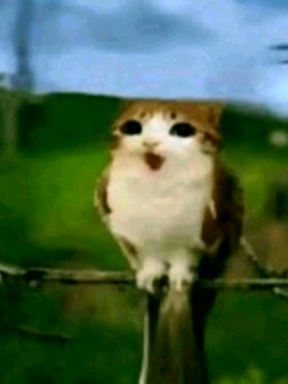#fyp #fyppppppppppppppppppppppp #humor #gatosdetiktok 