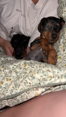 Sweet Dreams✨ #dachshundsoftiktok #dachshundpuppy #dachshund  #такса #цуценята 