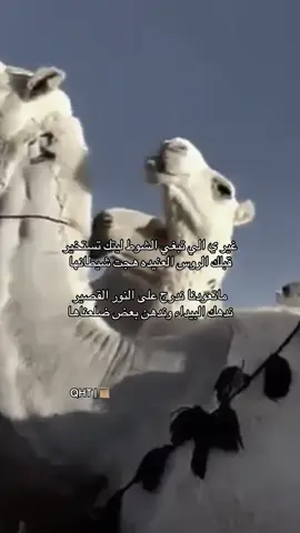 #عمير_القحطاني #مضيمات #explore 