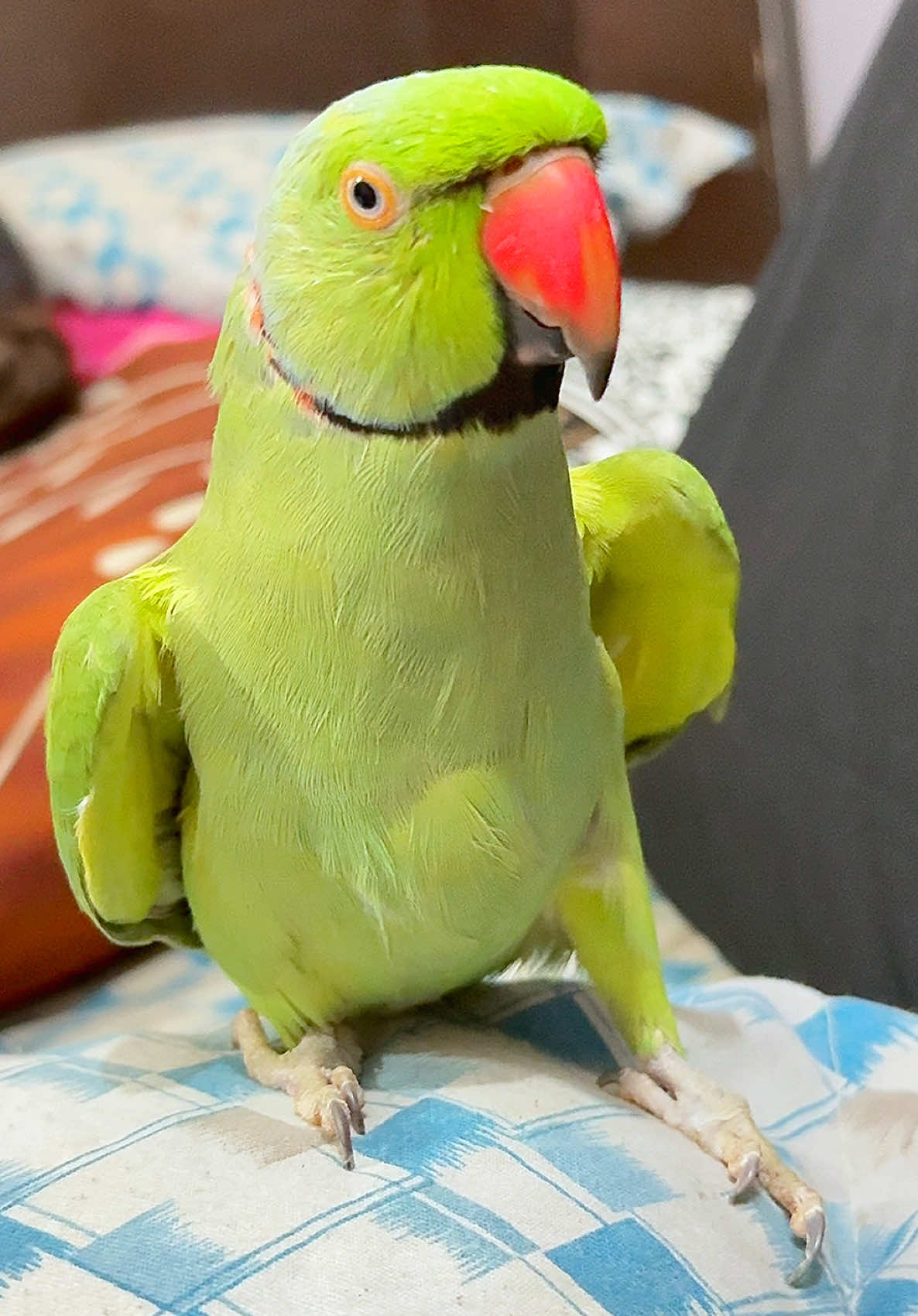 Talking Parrot 🦜 #parrottalking #foryoupage #foryoupageofficiall #1millionviews #creatorsearchinsights 