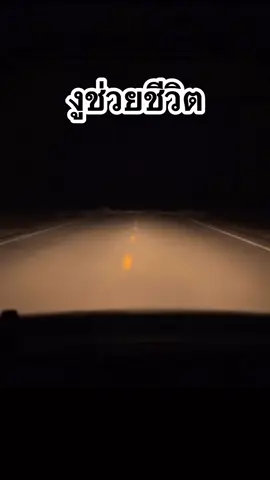 #เทรนด์วันนี้ งูช่วยชีวิต #ทางตัน #งู #ปลอดภัย 