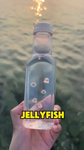 #tiktok #funny #foryou #fpy 