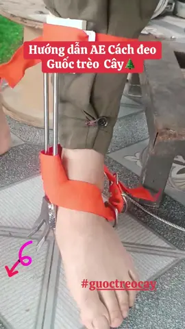 Cách đeo guốc trèo cây cho các bác đây ạ #dungculeocay #guocleocay  @Phụ Kiện Bơm Cao Áp  @Phụ Kiện Bơm Cao Áp 