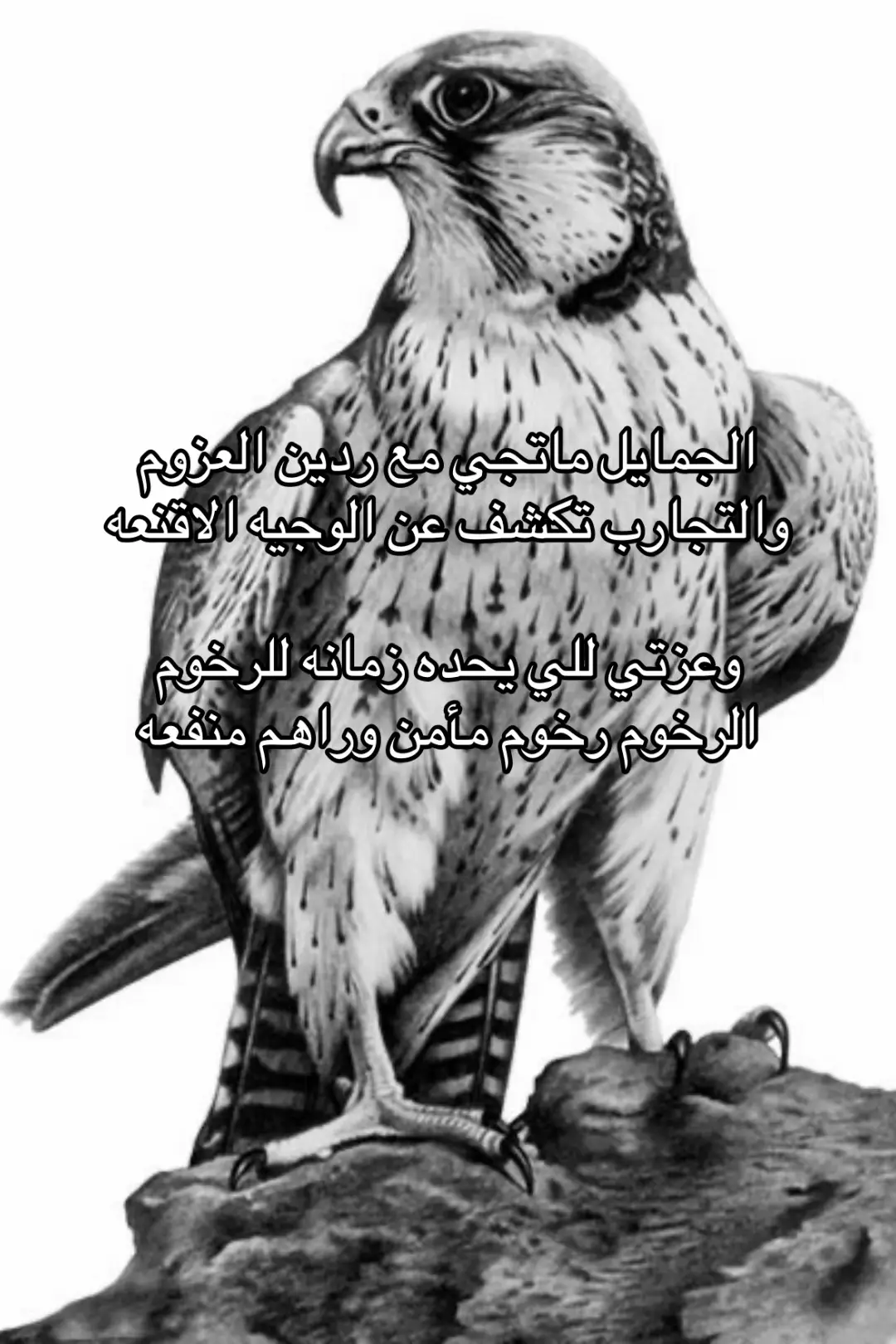 #اكسبلور #foryoupage #fyp #شعر 