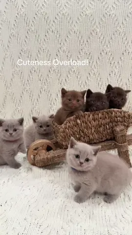 Adorable Baby kittens!!! #kittens #cute #catlover #catsoftiktok #fyp 