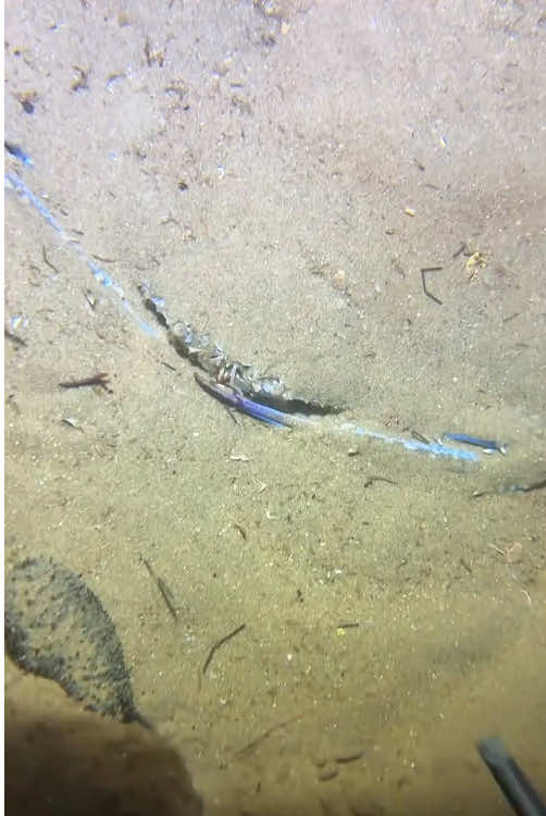 There are so many crabs today!#fishing #seafood #fyp #gotosea #crab 